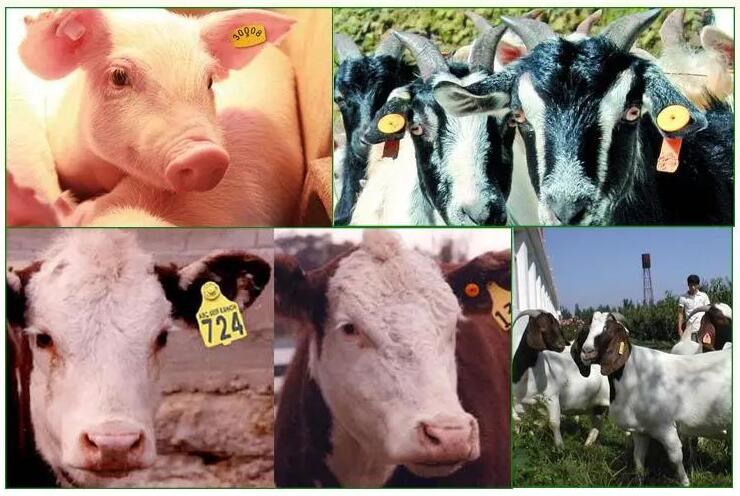 動物の病気の制御および防止のための中国の中心:畜産電子耳タグのパ化学键ロットを強化