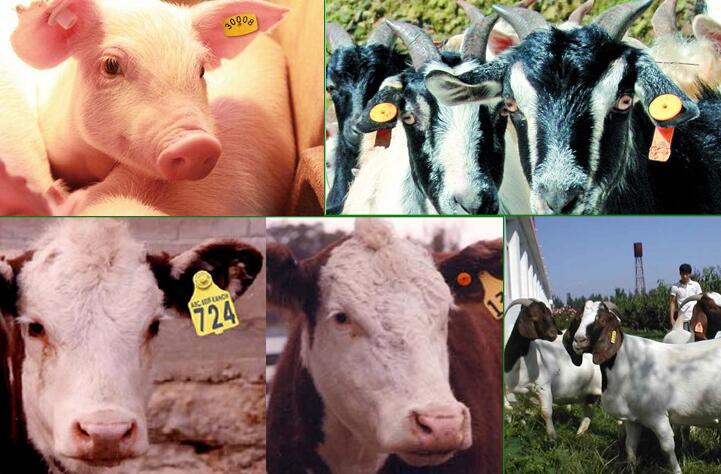 Применение rfid -меток животных в животноводстве