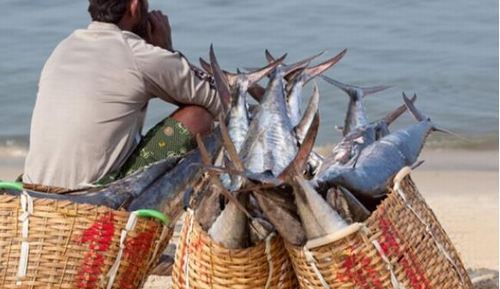 使用在印度喀拉拉邦政府等车链es food supply chain