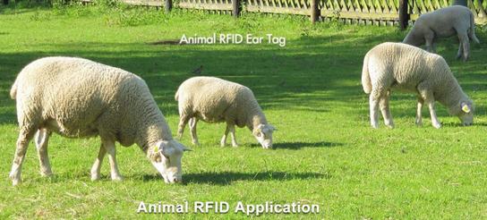 一个nimal RFID Application - RFID Livestock Management Solution